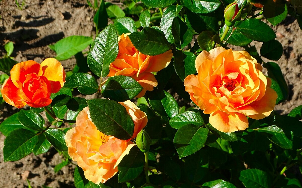 Городские цветы. - Милешкин Владимир Алексеевич 