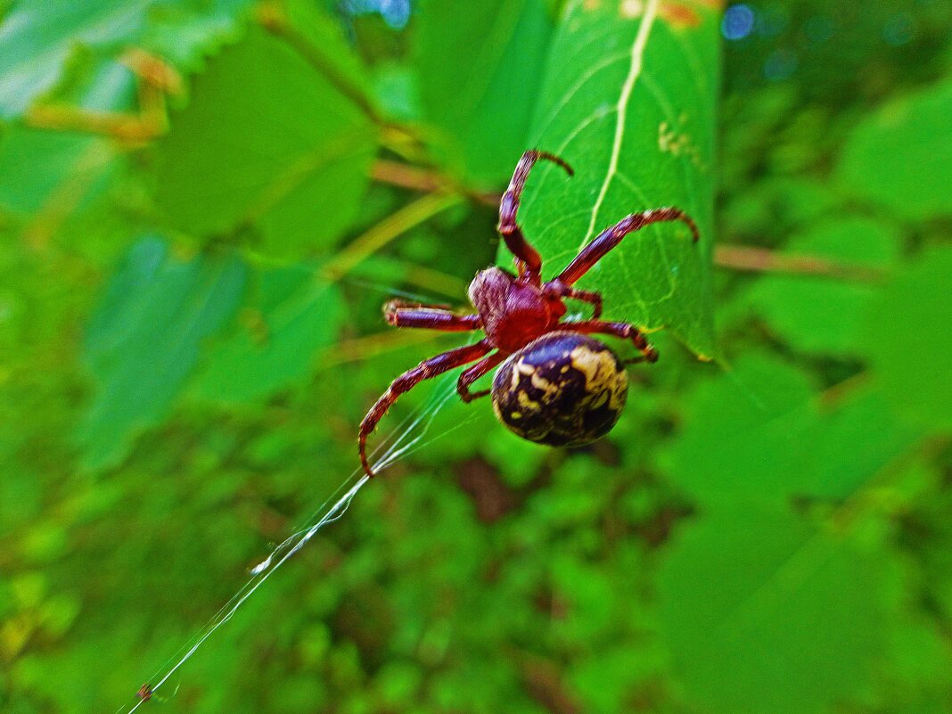 Июль...паук-крестовик за работой! - Владимир 