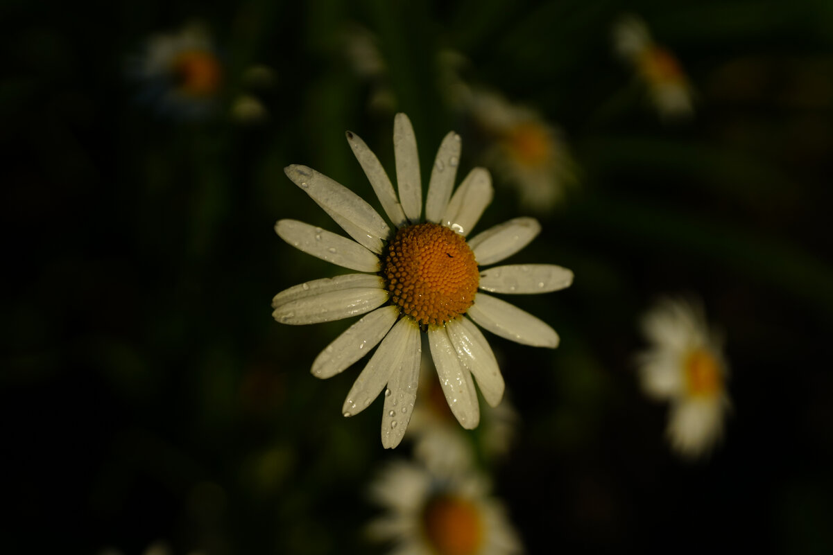 **** - Иван Литвинов