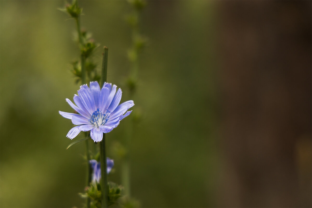 Цикорий - Michel 