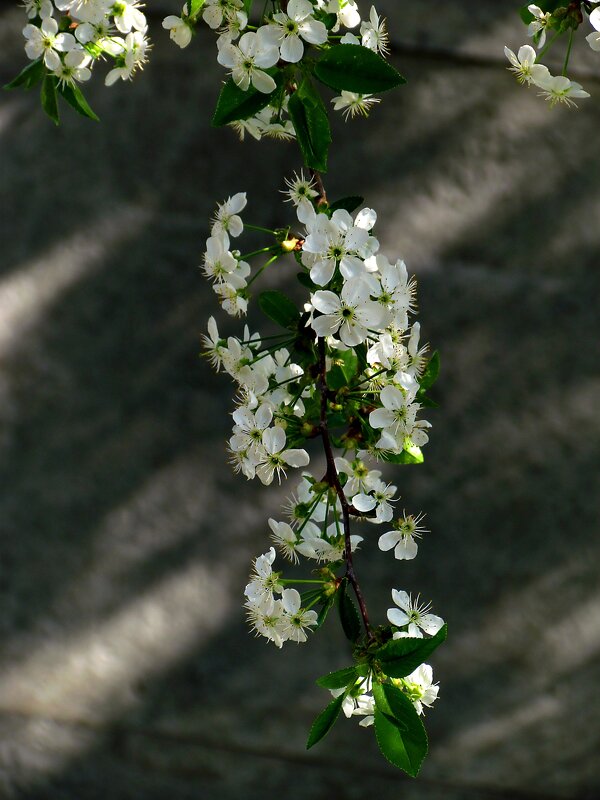 Белый цвет весны - Роман Савоцкий