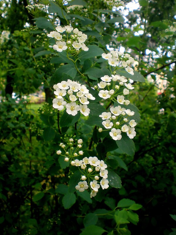 Белый цвет весны - Роман Савоцкий Белый цвет весны - Роман Савоцкий