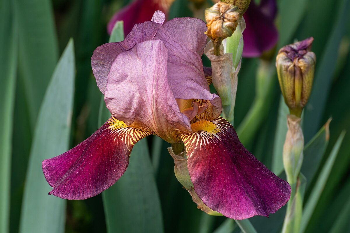 Ирис - Игорь Сикорский