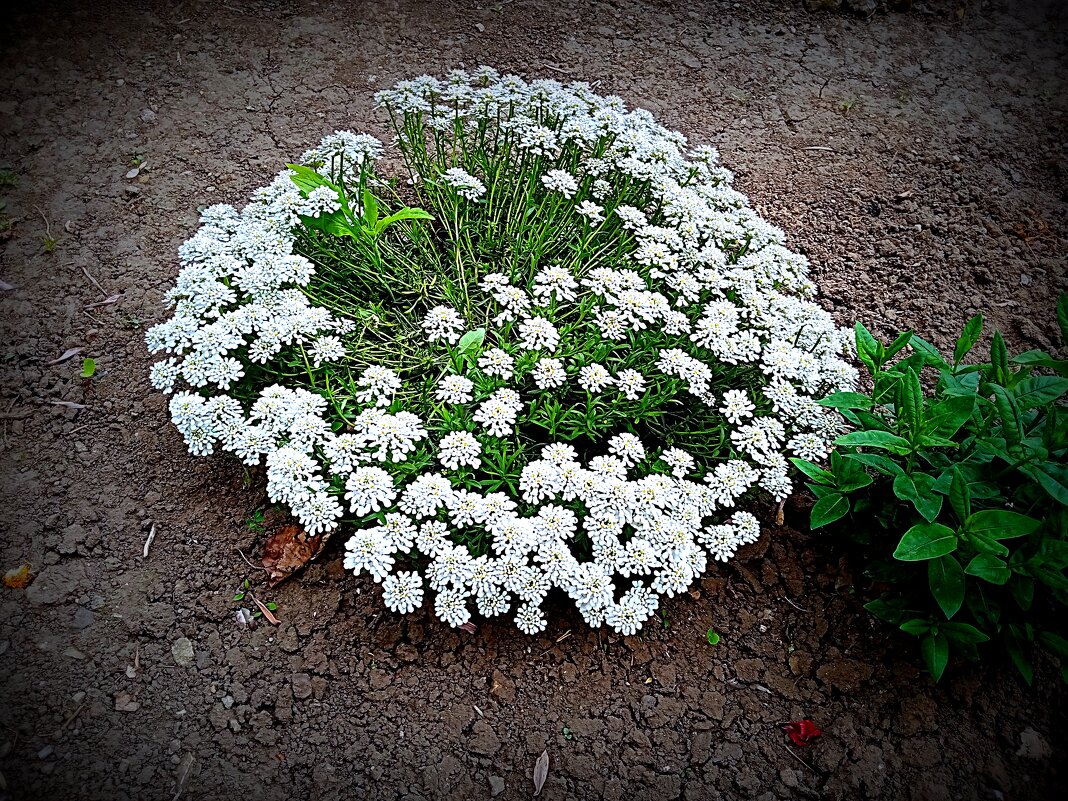 Цветы. - Владимир Драгунский