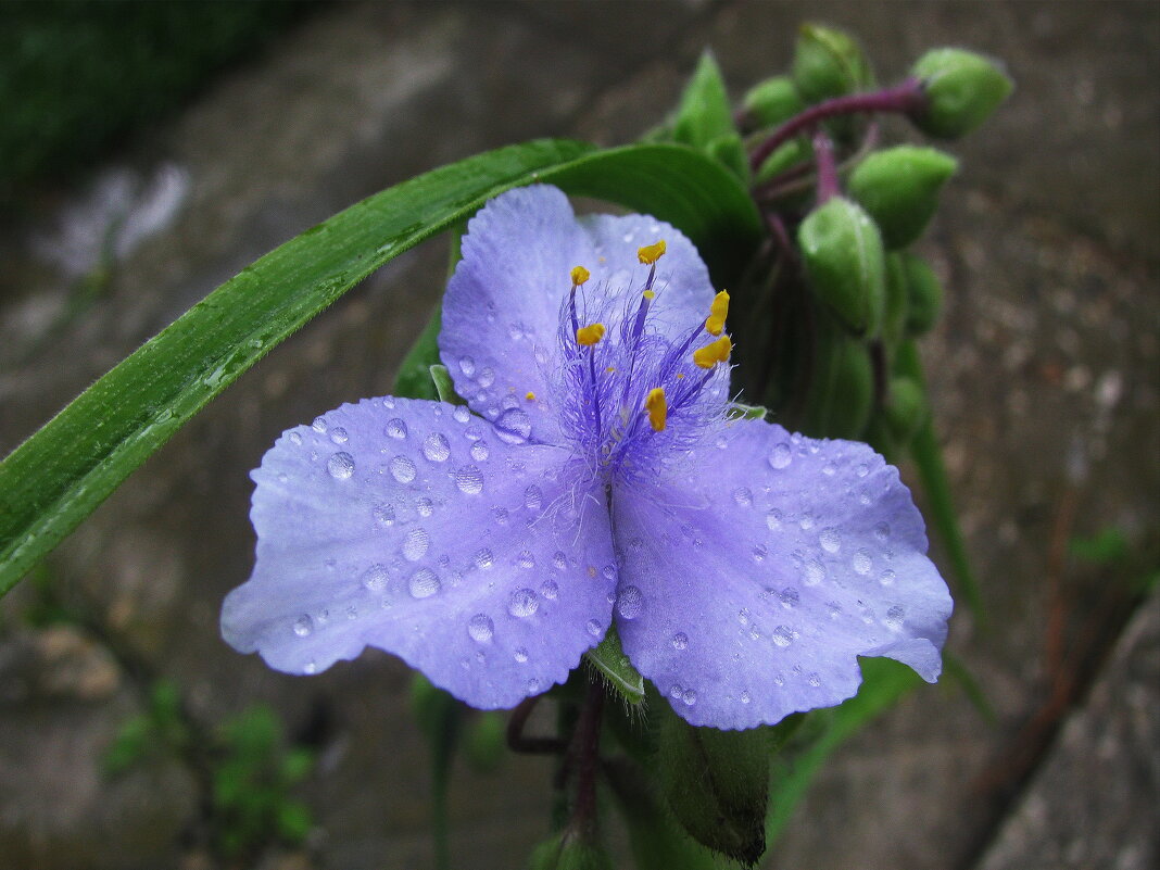 Нежная красота - Людмила Смородинская Нежная красота - Людмила Смородинская