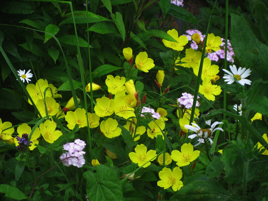 В саду - Людмила Смородинская В саду - Людмила Смородинская
