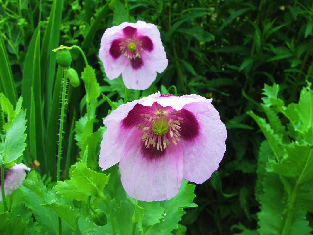 Нежные маки - Людмила Смородинская