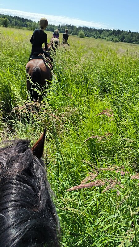 По лесам, по полям! - Ольга 