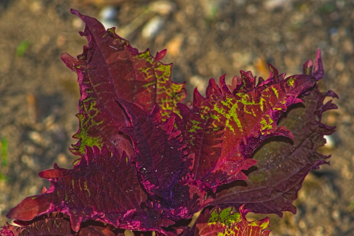 Колеус - Giant Tao /