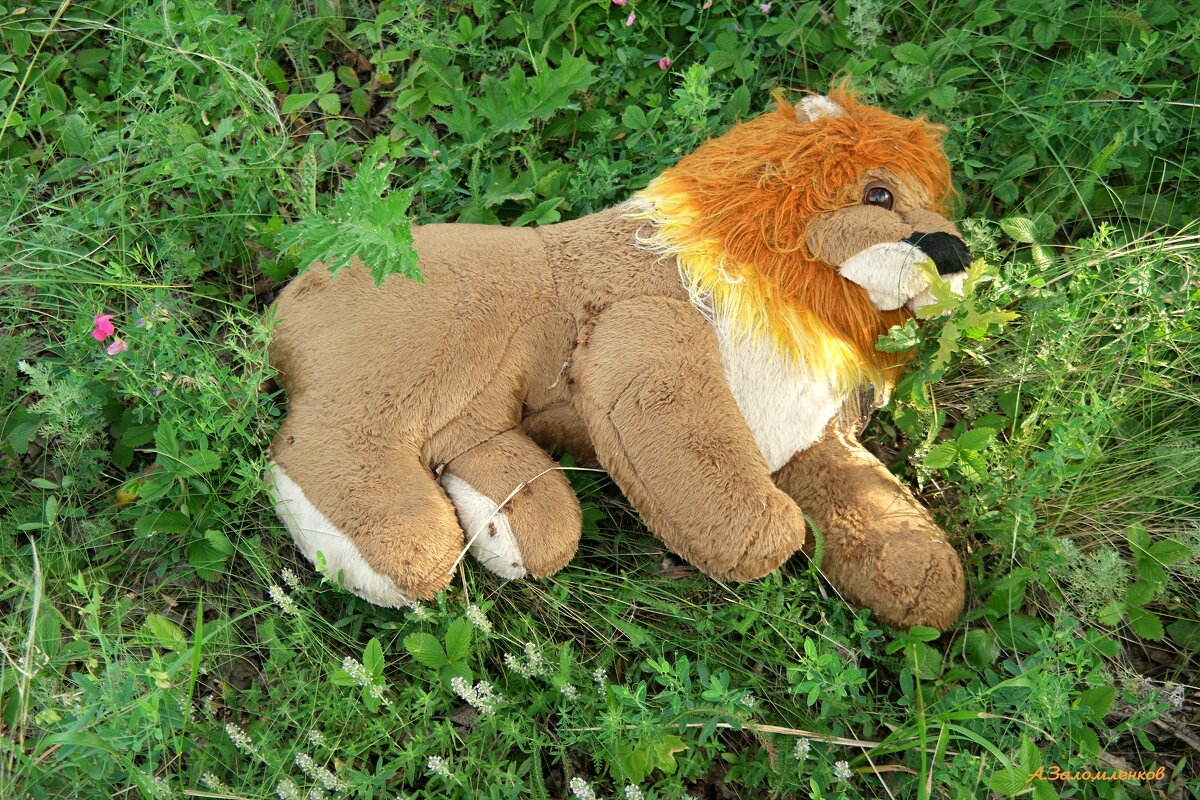 Лев так и не смог дойти до Изумрудного города... - Андрей Заломленков