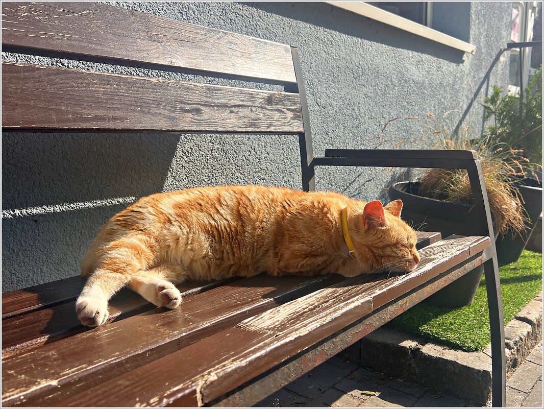 Утро в городе котов и кошек. - Валерия Комова Утро в городе котов и кошек. - Валерия Комова