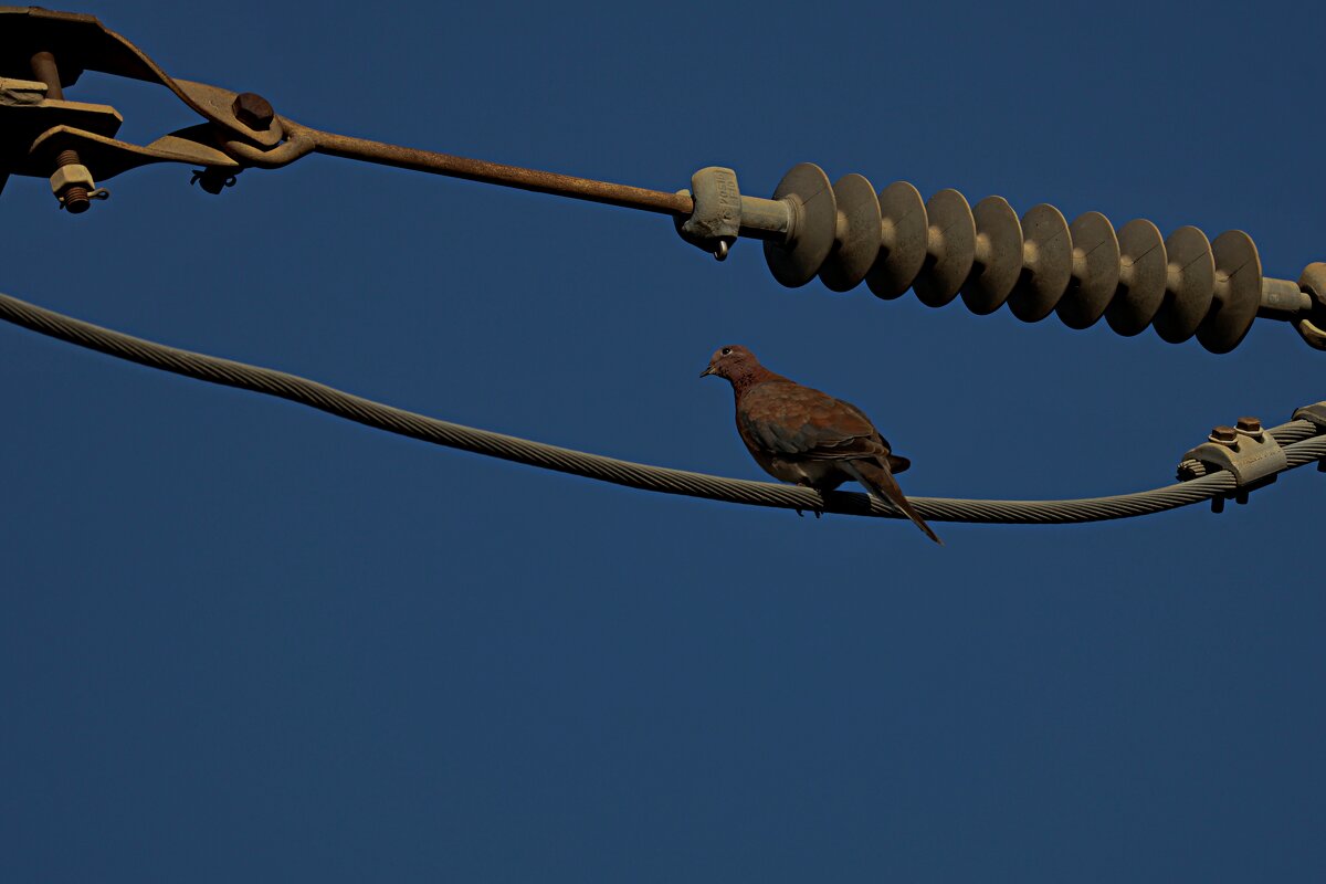Утро - Аркадий Басович