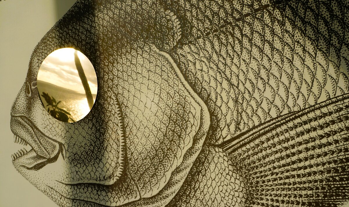 В глазах отражается мир....... - Алёна Савина