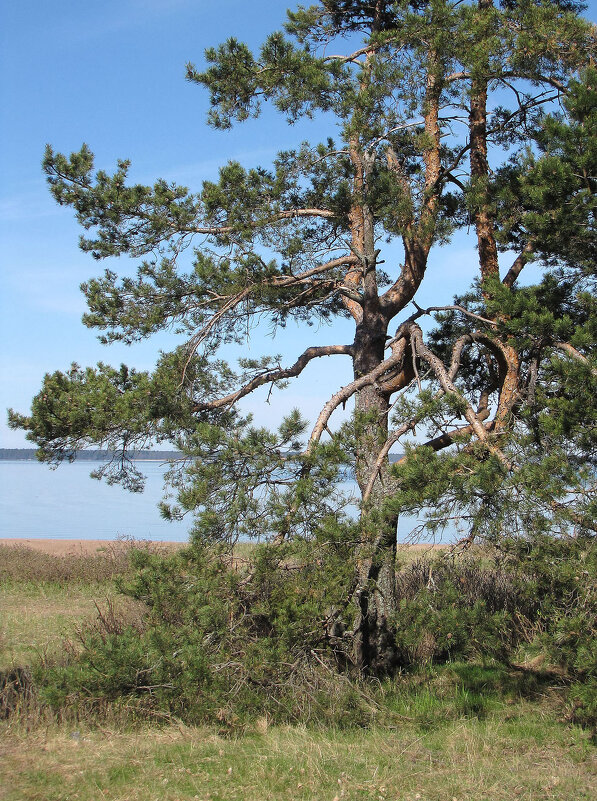 Сосна - Александр Ильчевский Сосна - Александр Ильчевский