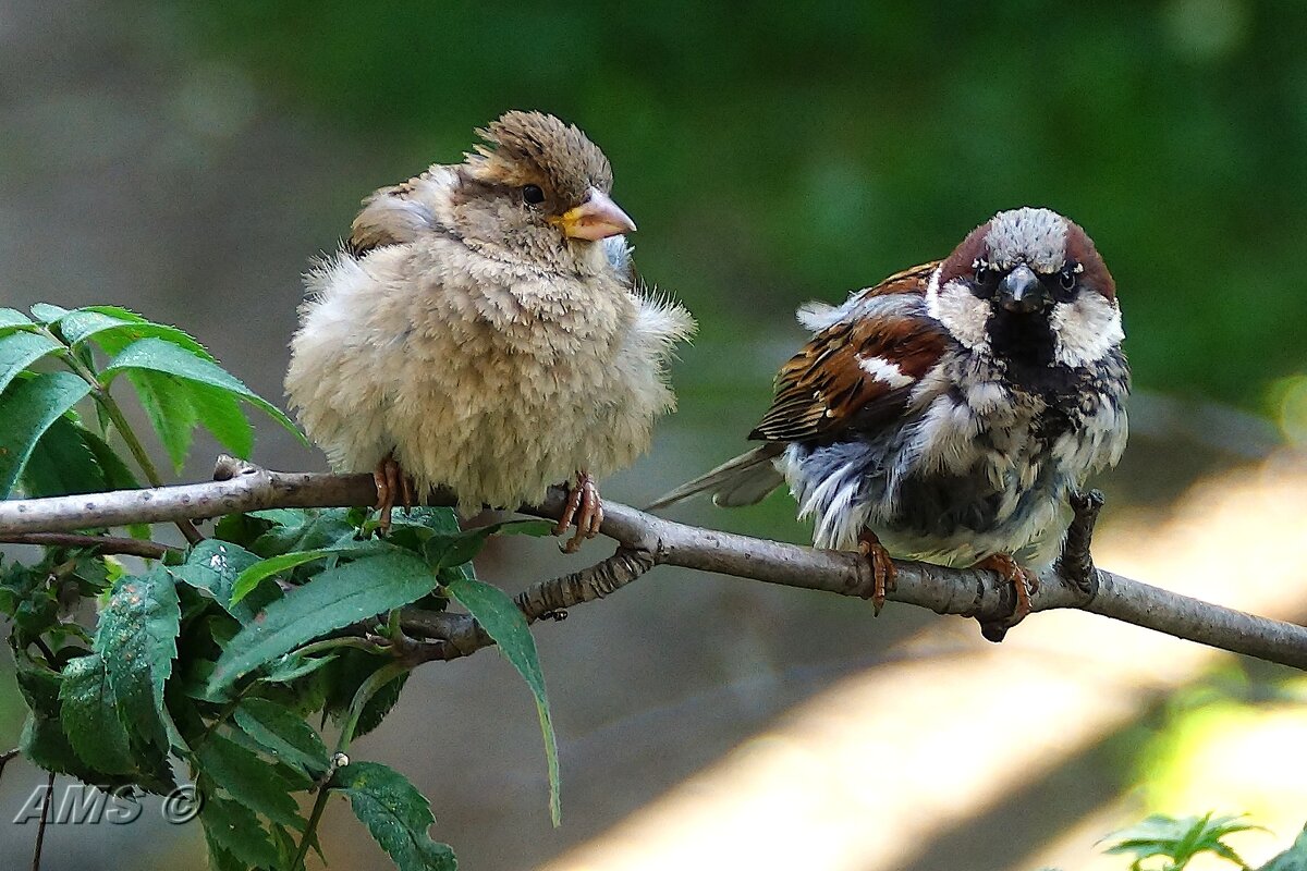 Дуэт - kolyeretka Дуэт - kolyeretka