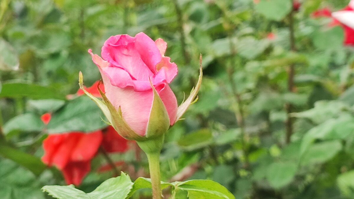 ,,, - Сергей Тимоновский ,,, - Сергей Тимоновский