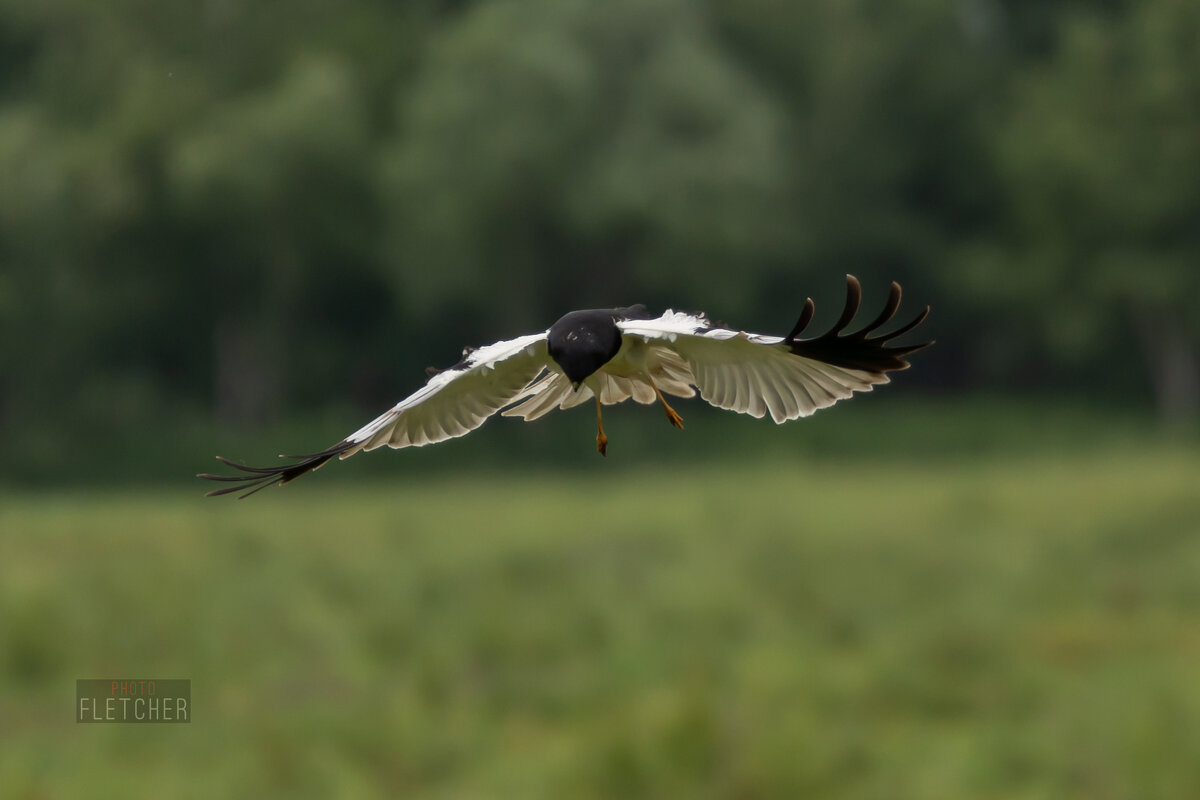 3 - Сергей Флетчер