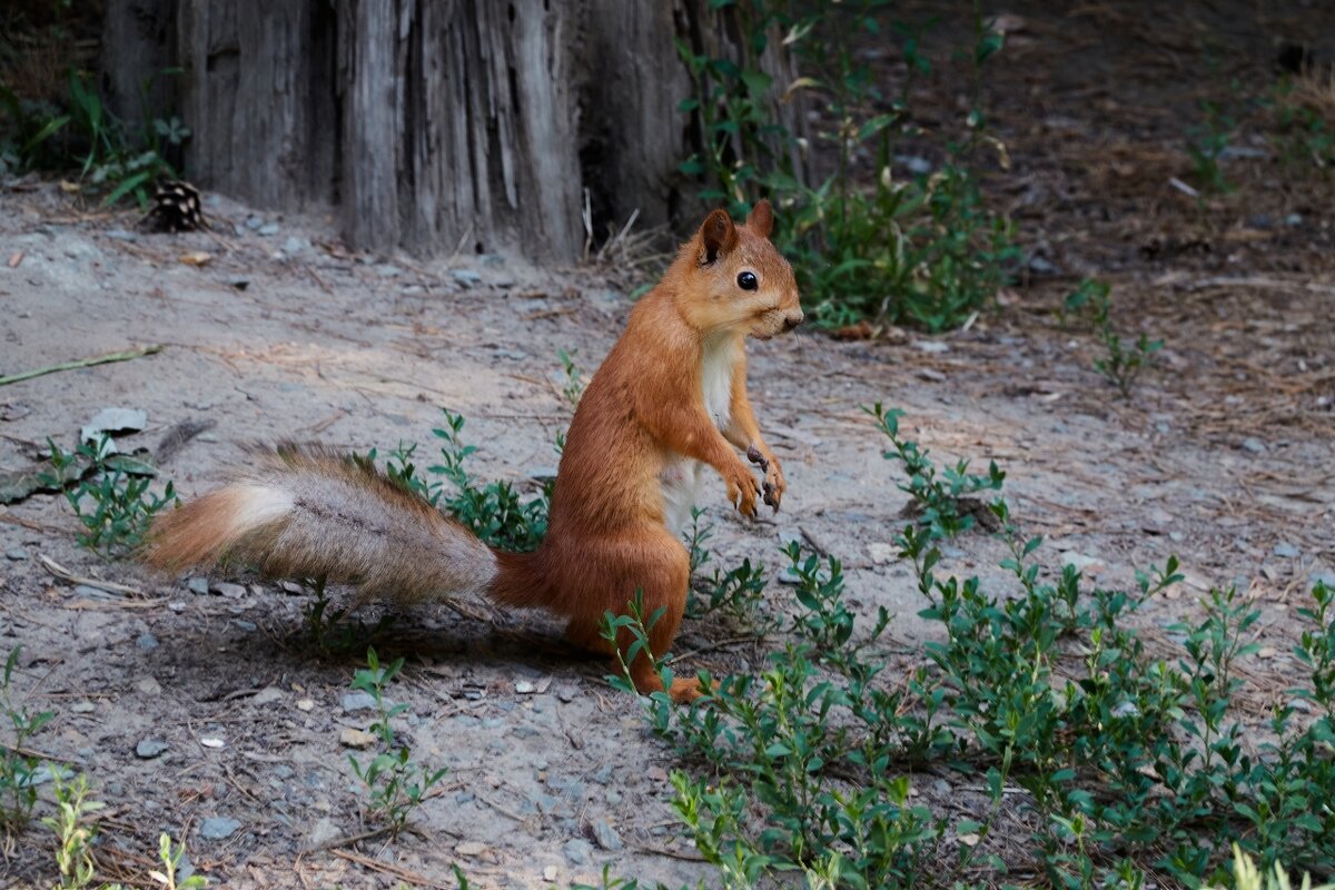 *** - Владимир 