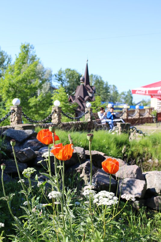 Маки Ораниенбаума - Ольга 