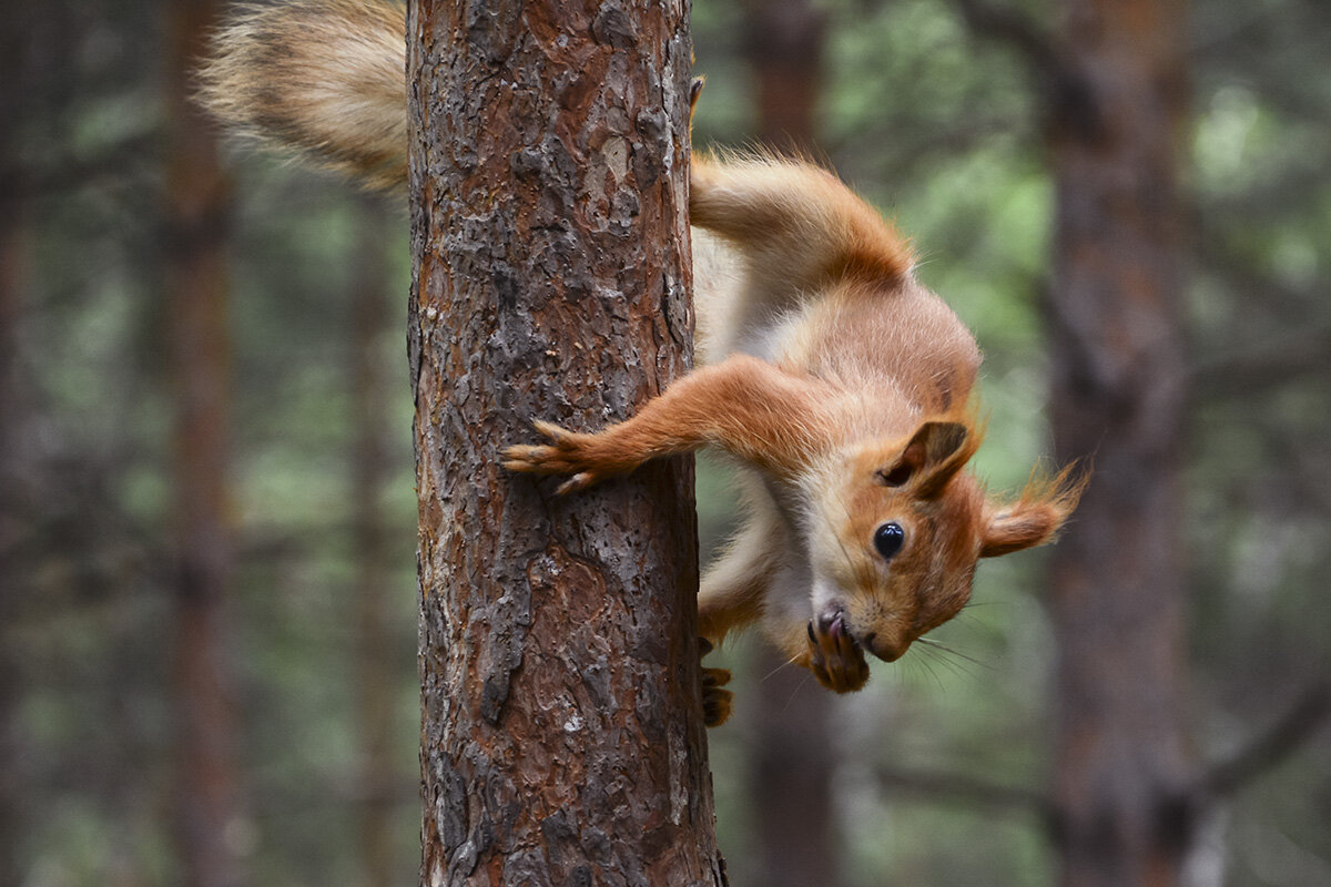Урвала - Геннадий Супрун