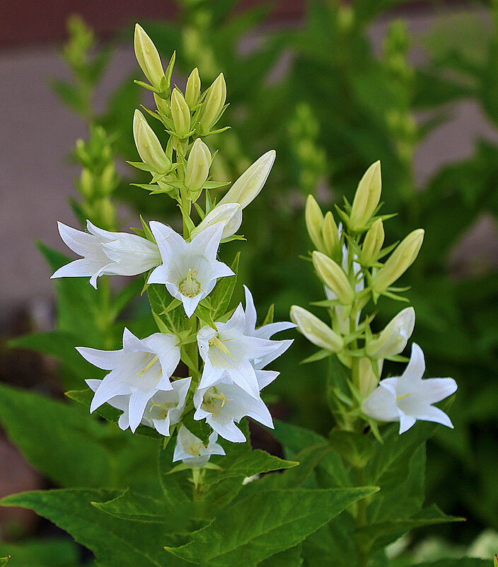 Кампанулка - Светлана Кампанулка - Светлана