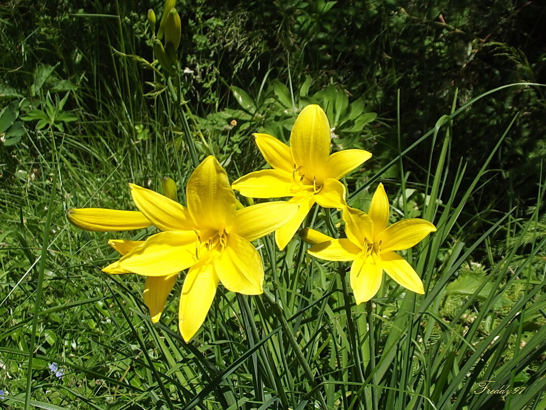 Лилейники - Freddy 97 Лилейники - Freddy 97