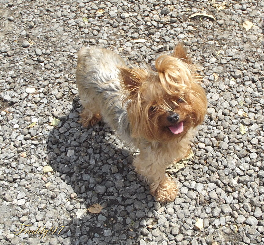 Дачница - Freddy 97 Дачница - Freddy 97