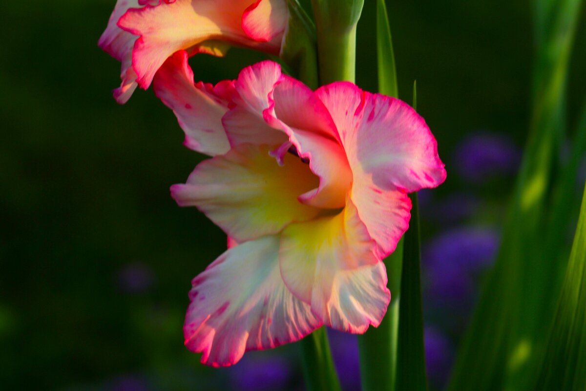 Пора гладиолусов - Юрий. Шмаков