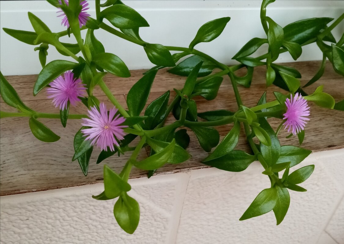 Лето. Цветет моя аптения на лоджии - Татьяна Р 