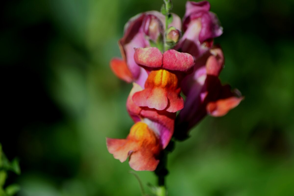 Львиный зев 2 - Татьяна Евдокимова