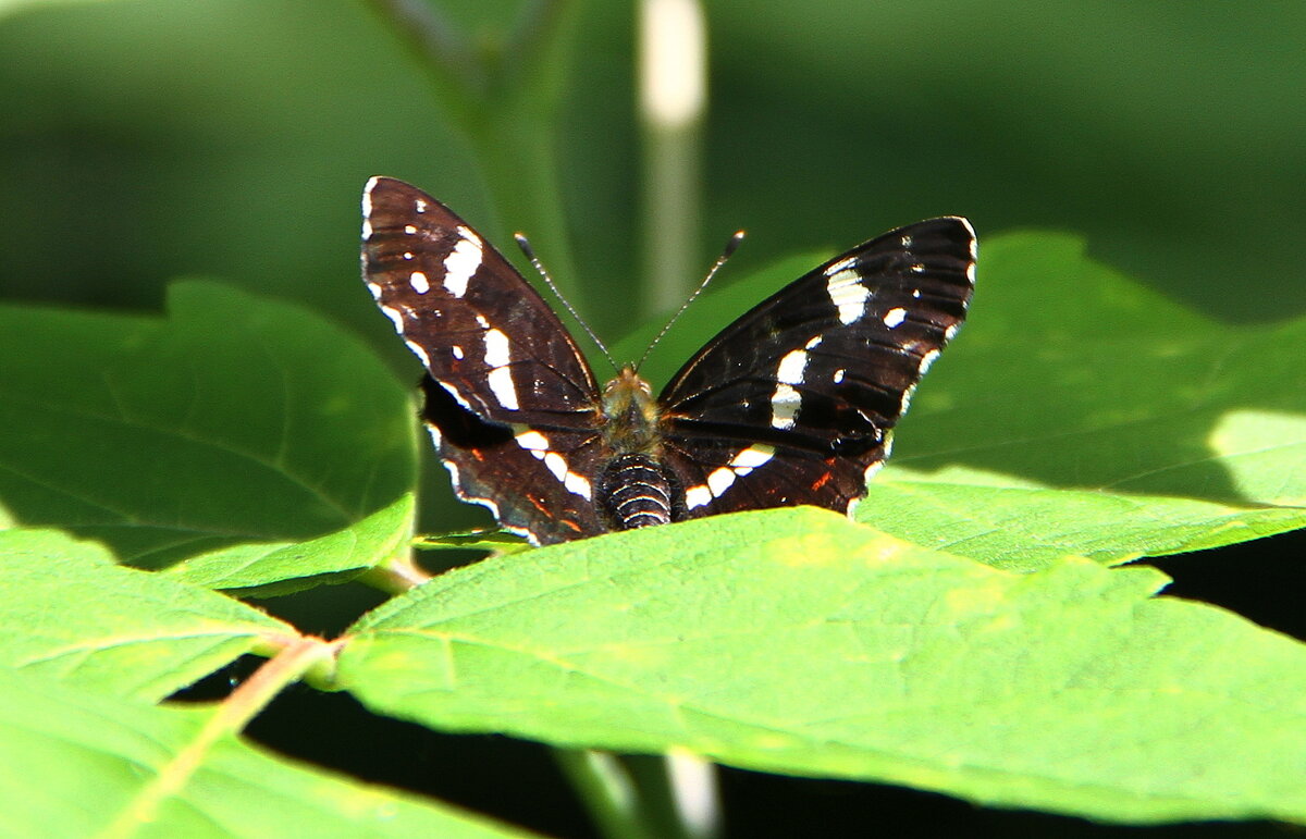Пестрокрыльница изменчивая - Vlad Сергиевич