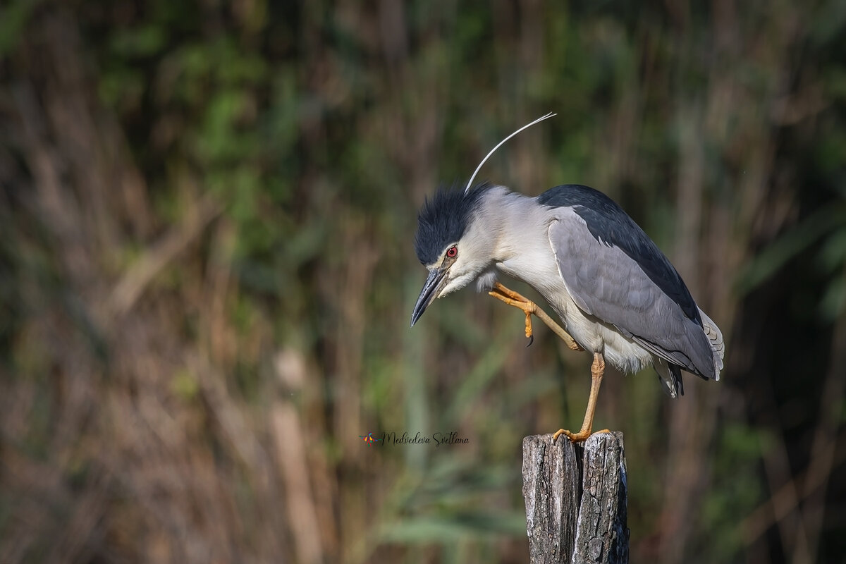 Кваква. - Светлана Ивановна Медведева