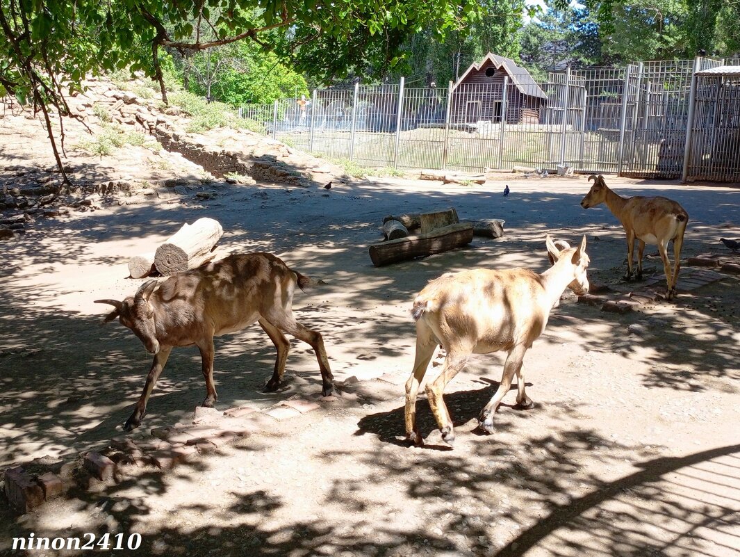 В ростовском зоопарке - Нина Бутко