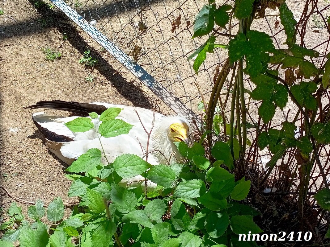 В ростовском зоопарке - Нина Бутко В ростовском зоопарке - Нина Бутко