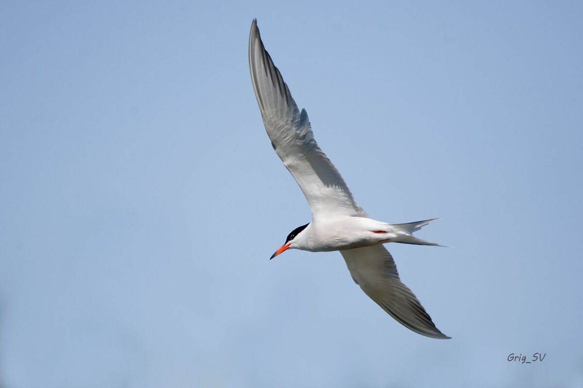 Крачка - Светлана Григорьева Крачка - Светлана Григорьева