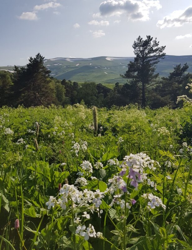 ПЛАТО ЛАГОНАКИ - Tata Wolf