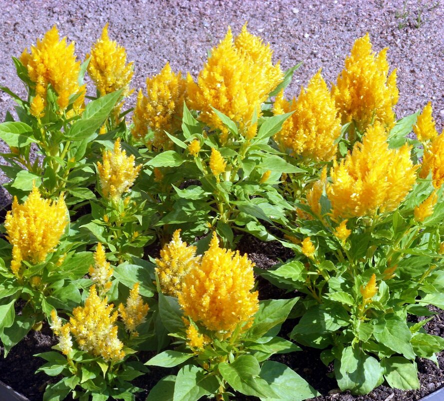 Целозия перистая. - Ирина ***