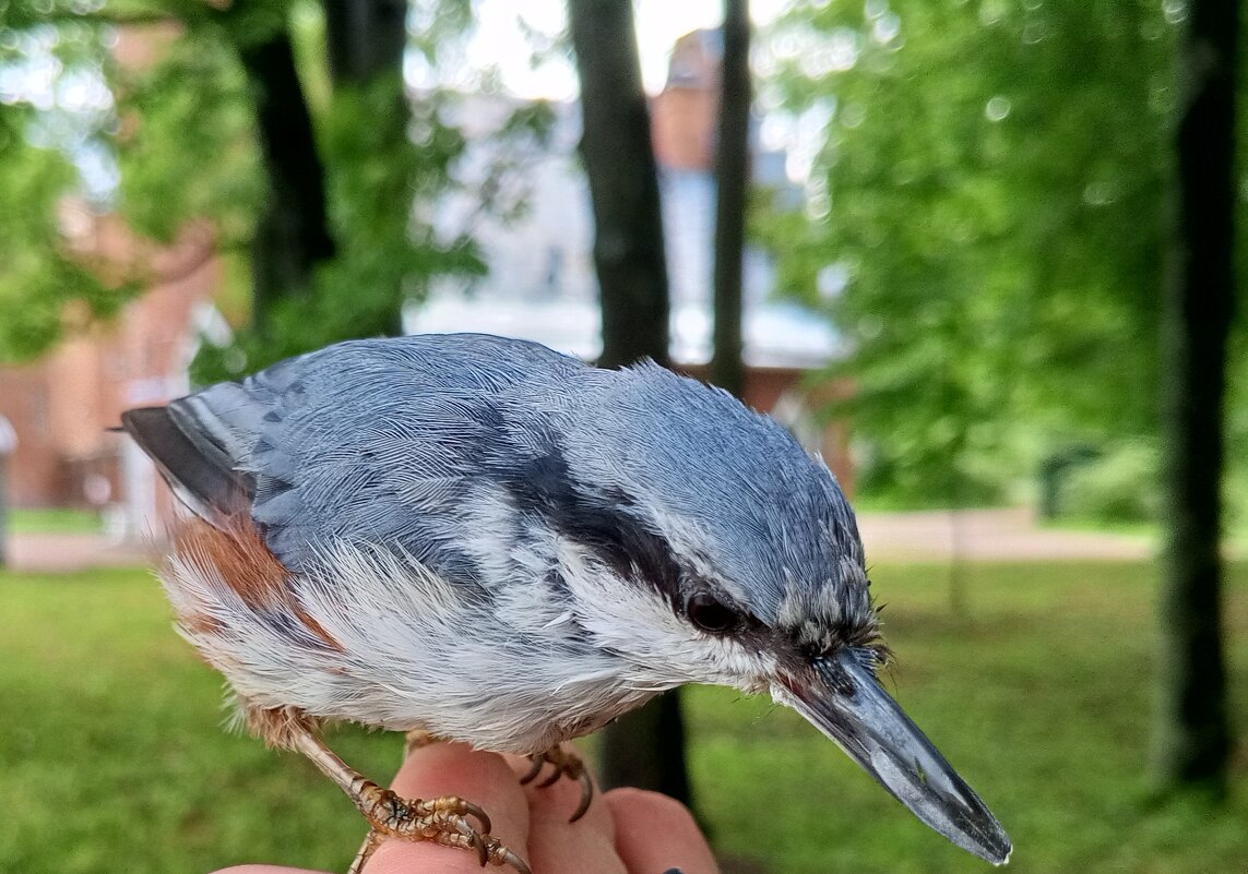 Поползень - Сапсан 