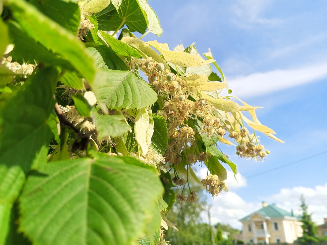 Липа - Сапсан 