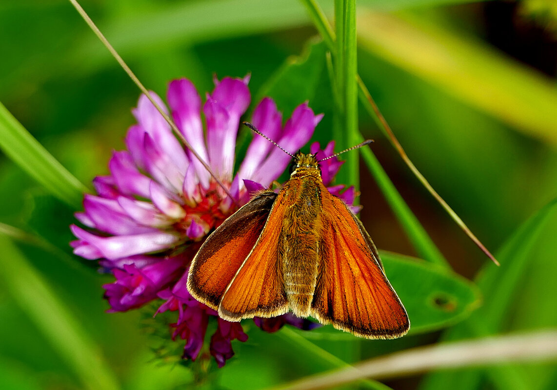 июльские картинки 5 - Александр Прокудин