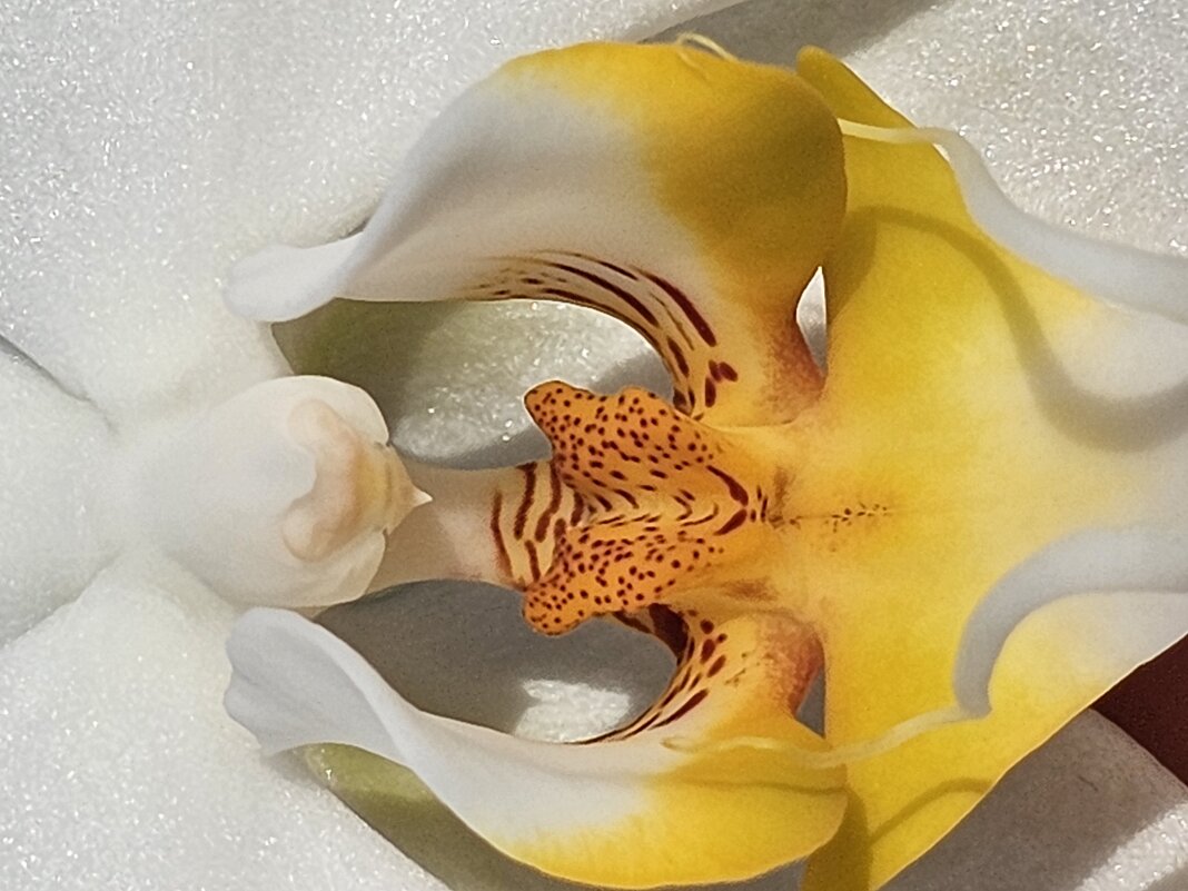 Орхидея - Галина Левина