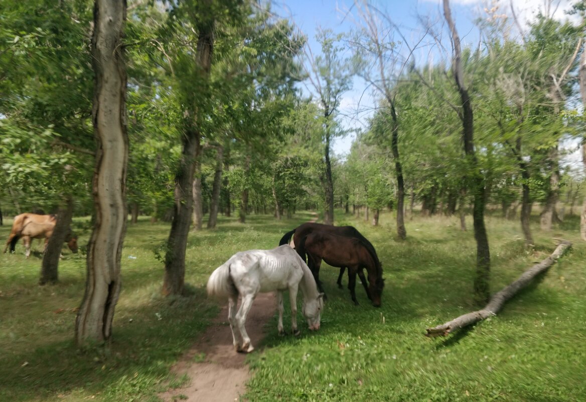 Кони - Андрей Хлопонин