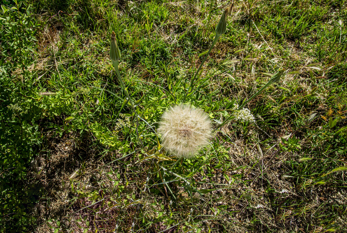 Козлобородник - Анатолий Чикчирный