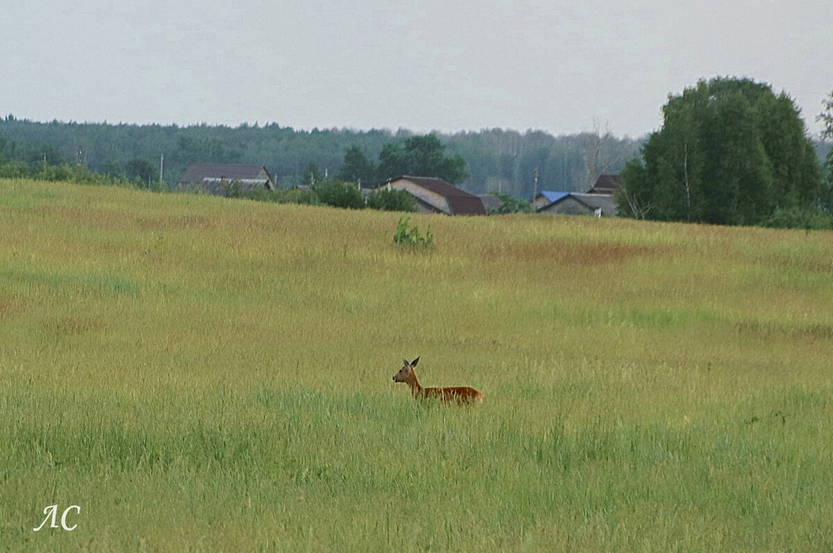 *** - Любовь Сахарова