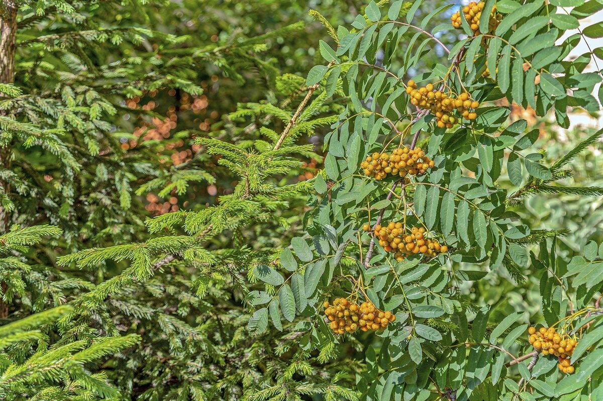 Подружки - Валерий Иванович Подружки - Валерий Иванович
