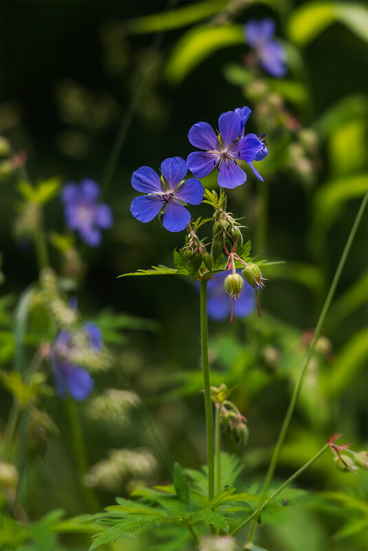 Луговая герань - Michel 