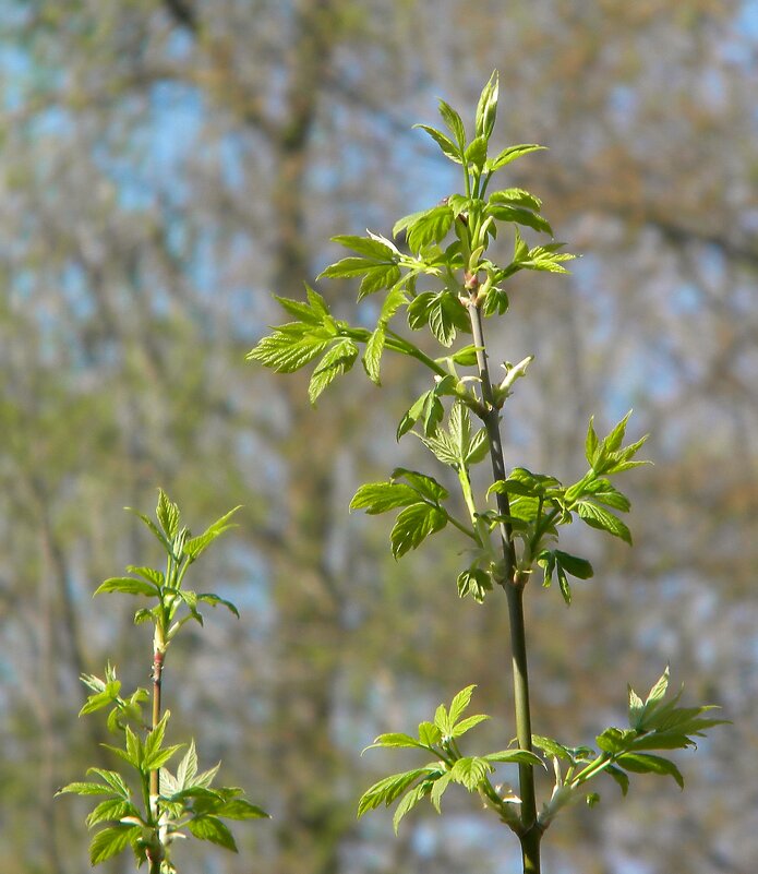 Первые листья - Роман Савоцкий