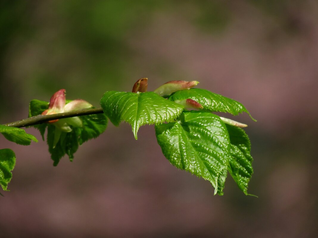 Первые листья - Роман Савоцкий
