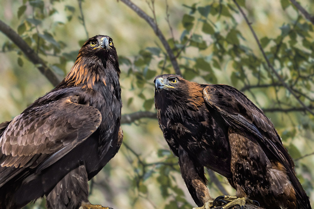 Беркут - SanSan 