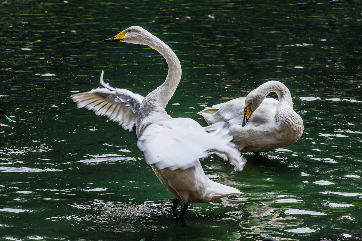 Лебедь - SanSan 